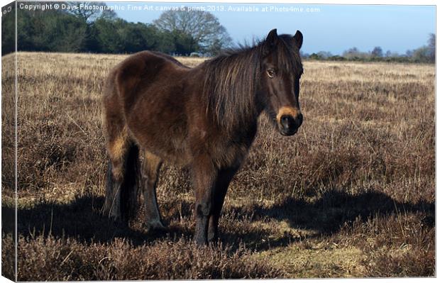 New Forest Pony Canvas Print by Chris Day