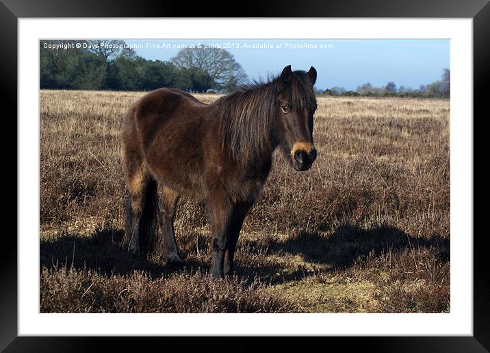New Forest Pony Framed Mounted Print by Chris Day