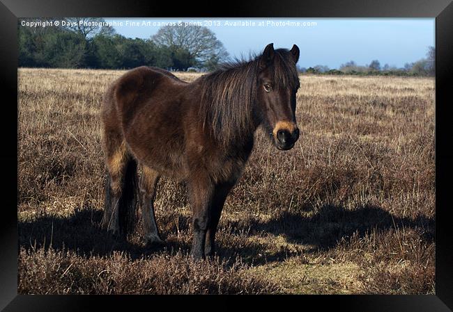 New Forest Pony Framed Print by Chris Day