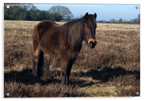 New Forest Pony Acrylic by Chris Day