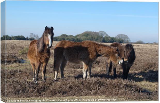 New Forest Ponies Canvas Print by Chris Day