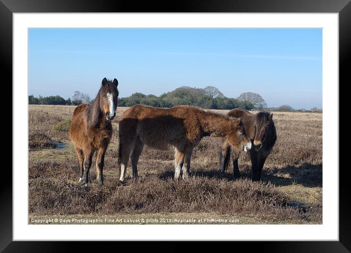 New Forest Ponies Framed Mounted Print by Chris Day