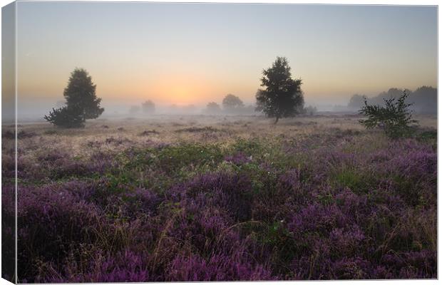 The Heather and the Fog Canvas Print by Maxim van Asseldonk