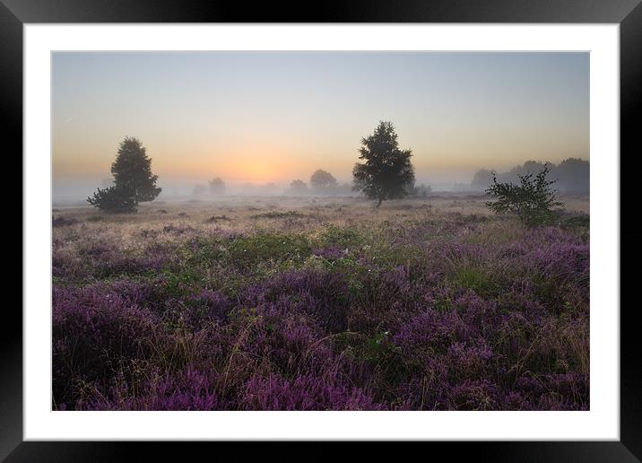 The Heather and the Fog Framed Mounted Print by Maxim van Asseldonk