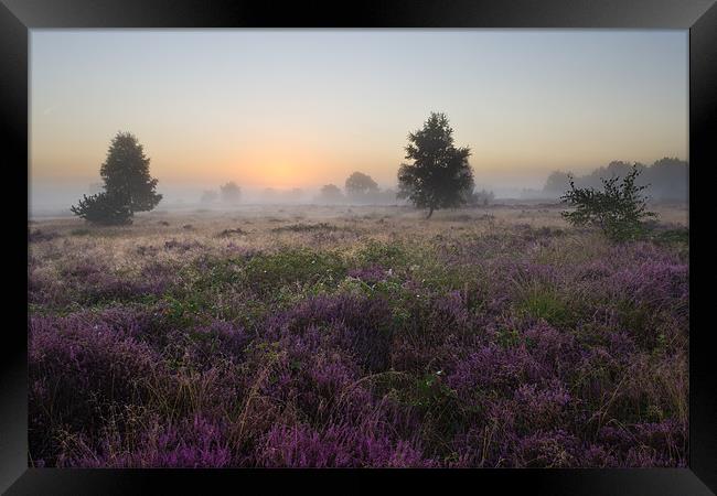 The Heather and the Fog Framed Print by Maxim van Asseldonk