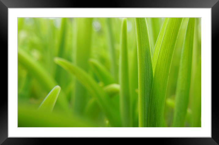 spring Framed Mounted Print by Heather Newton