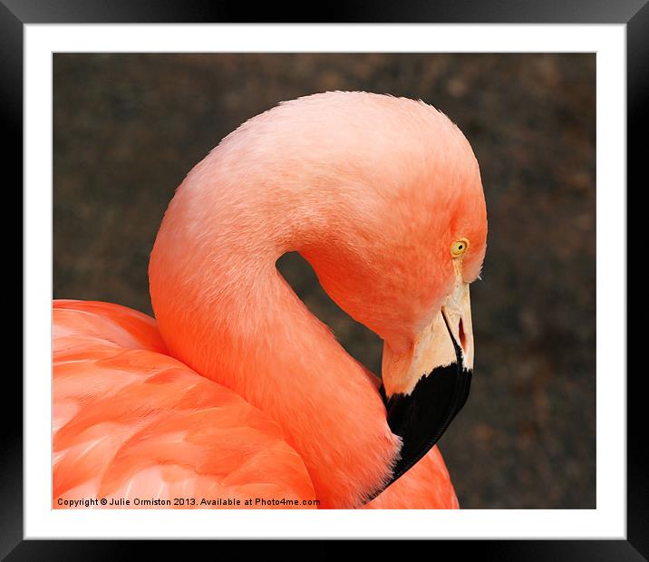 Pretty Flamingo Framed Mounted Print by Julie Ormiston