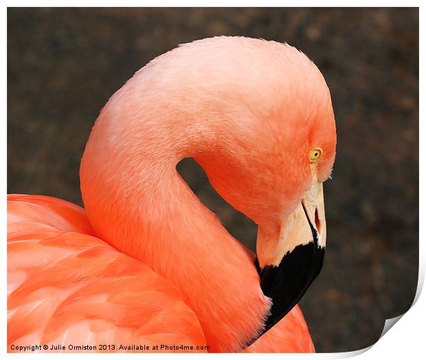 Pretty Flamingo Print by Julie Ormiston