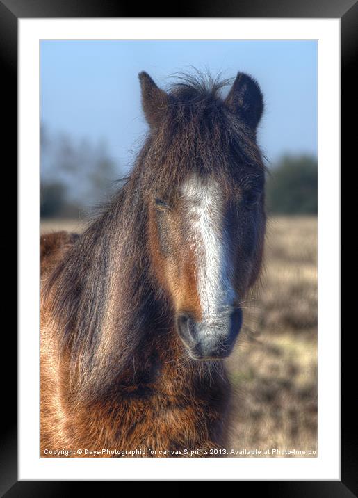 New Forest Pony Framed Mounted Print by Chris Day
