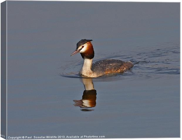 Great Crested Grebe Canvas Print by Paul Scoullar