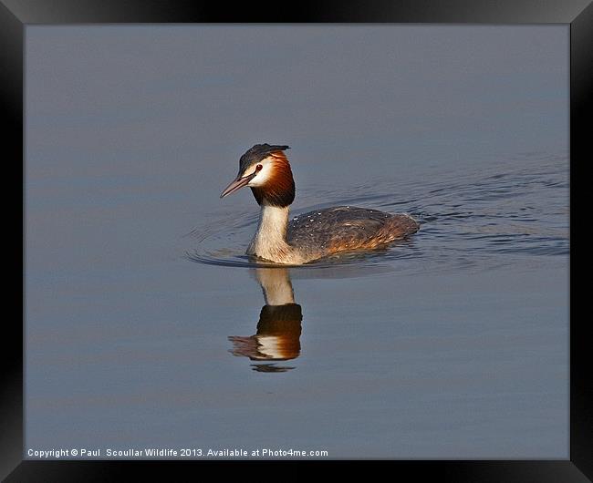 Great Crested Grebe Framed Print by Paul Scoullar