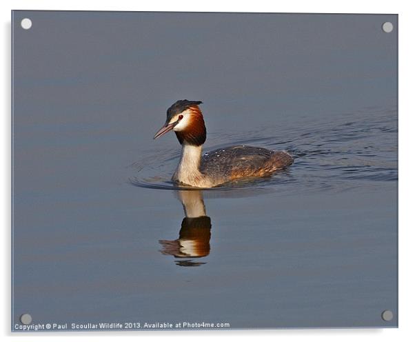 Great Crested Grebe Acrylic by Paul Scoullar