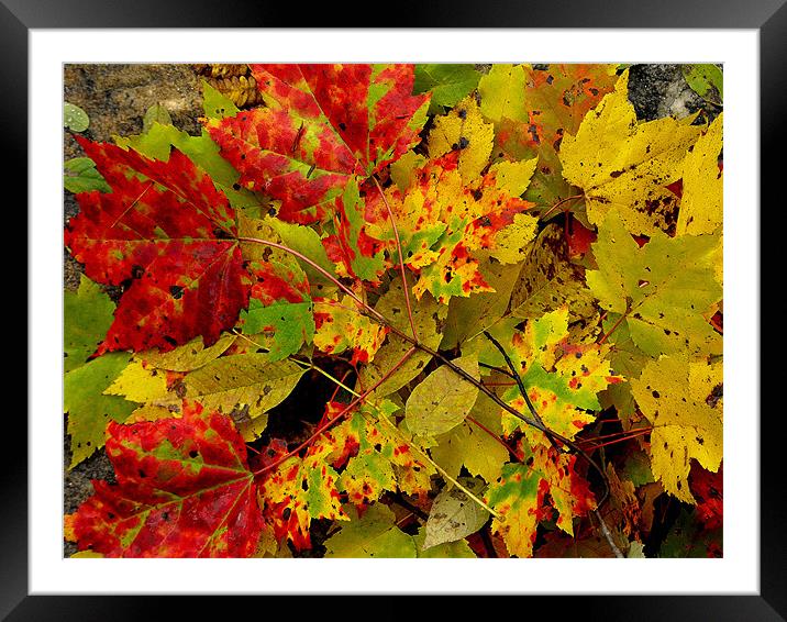 nature color Framed Mounted Print by dale rys (LP)