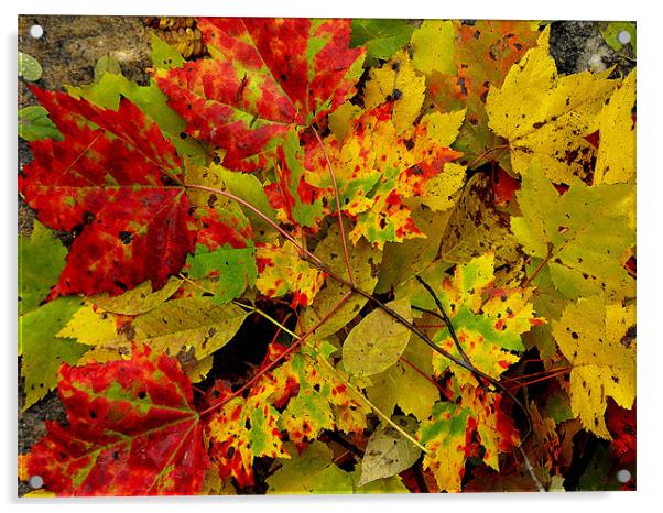 nature color Acrylic by dale rys (LP)