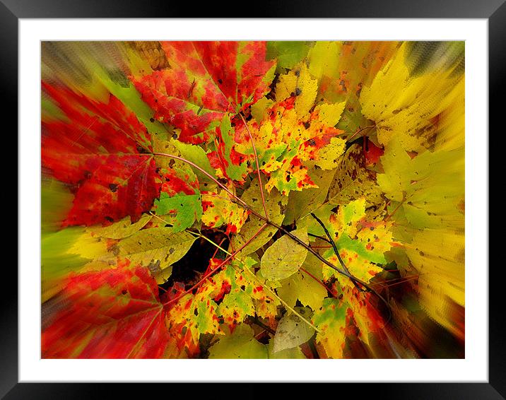 natures zoom Framed Mounted Print by dale rys (LP)