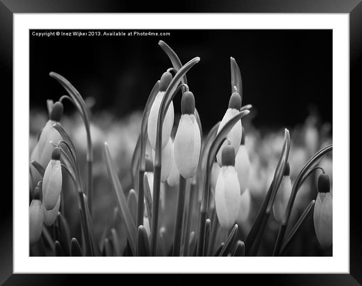 Snowdrops, Spring, New, Flower, Close-up Framed Mounted Print by Inez Wijker