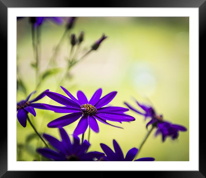 Flowers by the Window Framed Mounted Print by Ian Johnston  LRPS