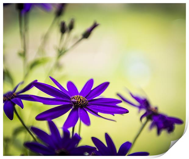 Flowers by the Window Print by Ian Johnston  LRPS
