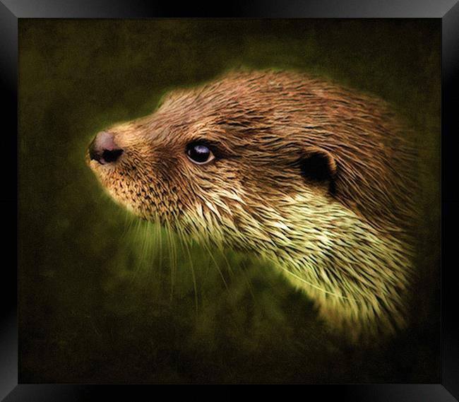 Otter, Lutra lutra. Framed Print by Debra Kelday