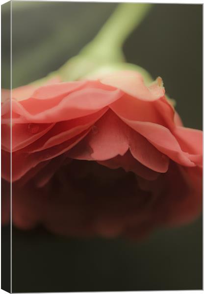 Red Rose Canvas Print by Praveen Marshal
