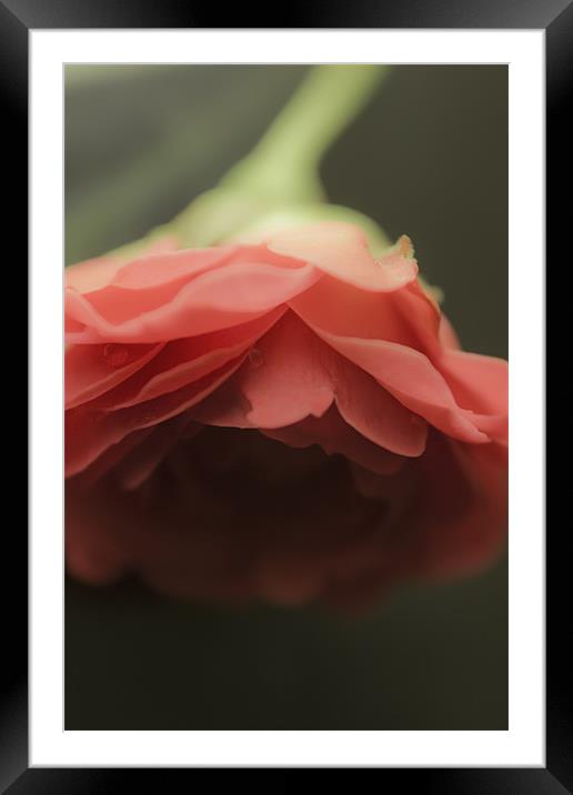 Red Rose Framed Mounted Print by Praveen Marshal