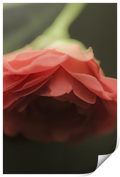 Red Rose Print by Praveen Marshal