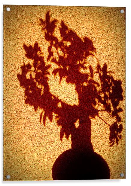 shadow tree Acrylic by dale rys (LP)