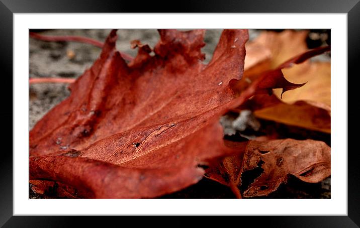 autumn leaves Framed Mounted Print by Daniel Carr