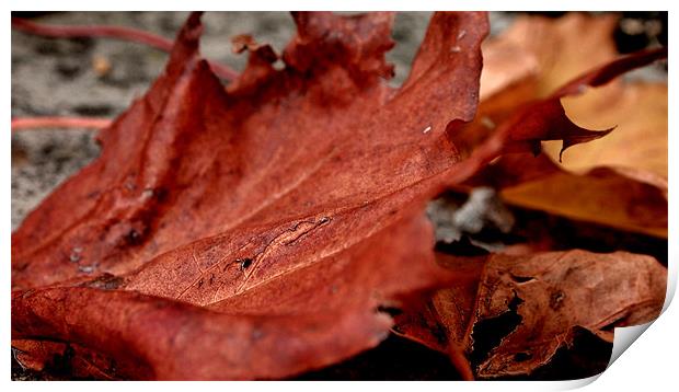 autumn leaves Print by Daniel Carr