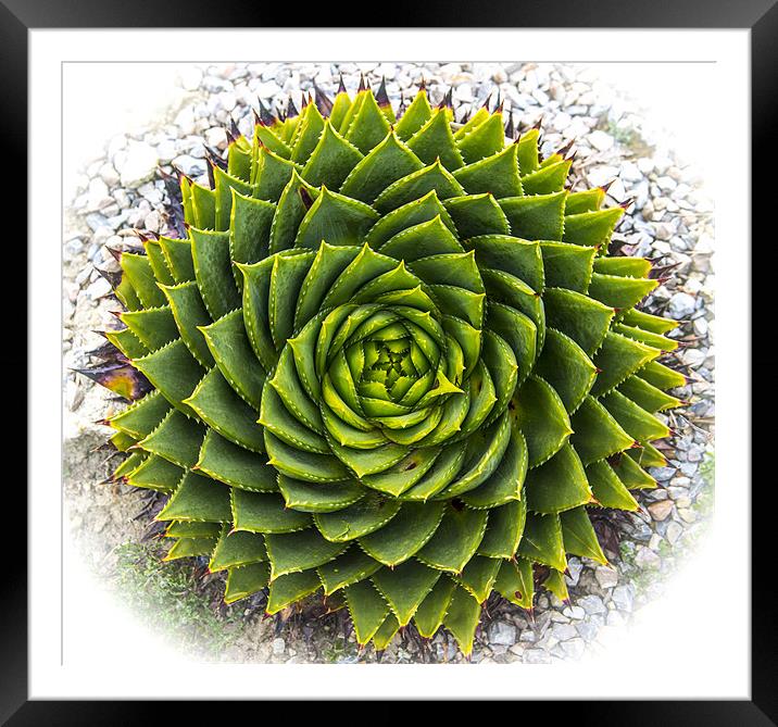 Cactus Eye Framed Mounted Print by Ian Johnston  LRPS