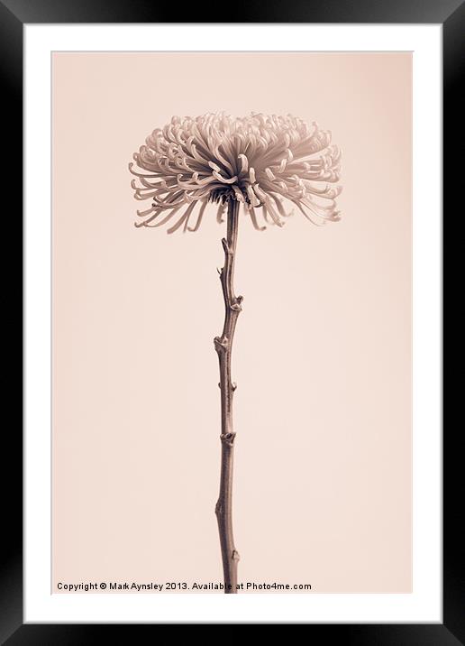 Chrysanthemum still life. Framed Mounted Print by Mark Aynsley