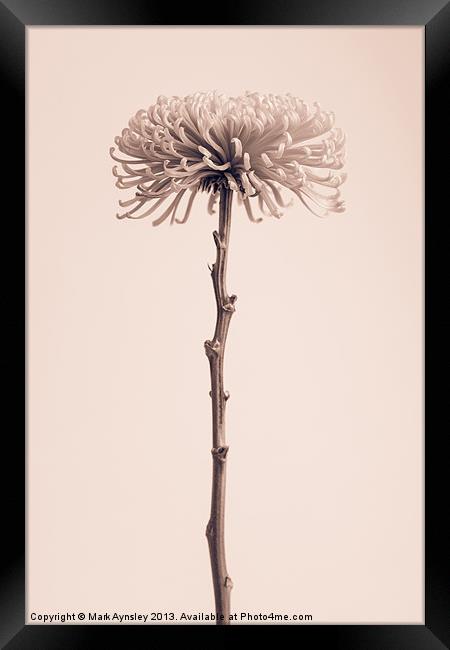 Chrysanthemum still life. Framed Print by Mark Aynsley
