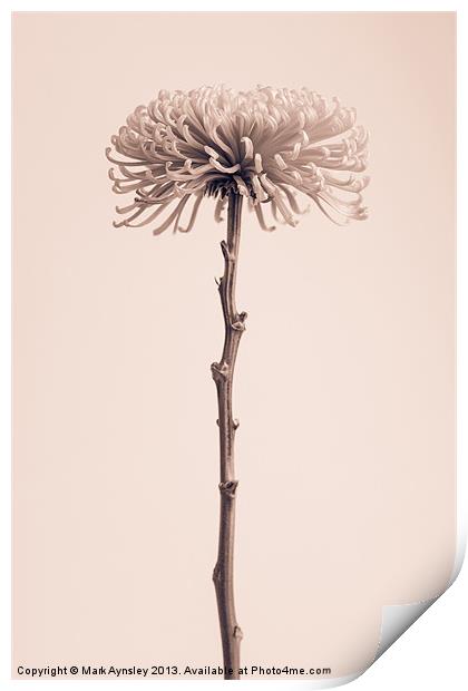 Chrysanthemum still life. Print by Mark Aynsley
