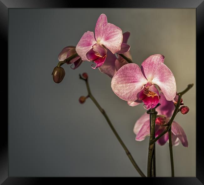 Orchid Study Framed Print by Ian Johnston  LRPS