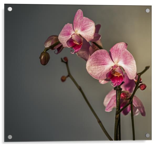 Orchid Study Acrylic by Ian Johnston  LRPS