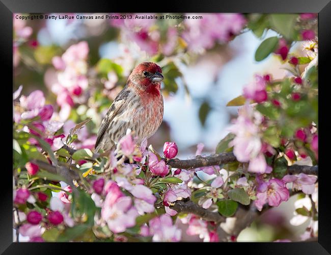 House Finch in Spring Framed Print by Betty LaRue