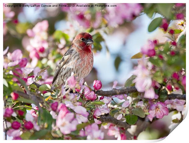 House Finch in Spring Print by Betty LaRue