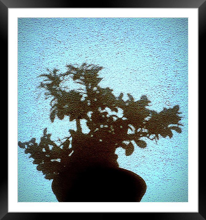 bonsai Framed Mounted Print by dale rys (LP)