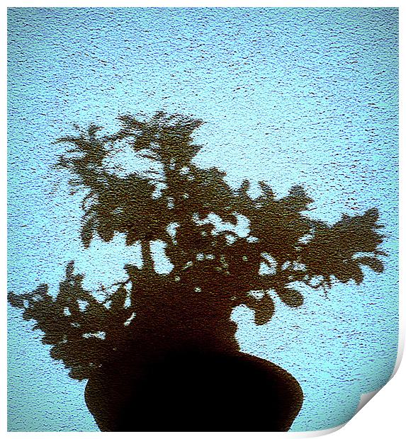 bonsai Print by dale rys (LP)