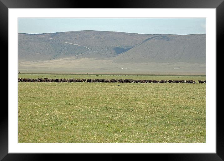 Buffalo Herd Framed Mounted Print by Tony Murtagh