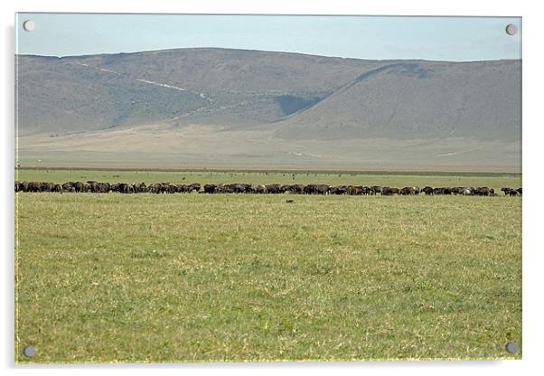 Buffalo Herd Acrylic by Tony Murtagh