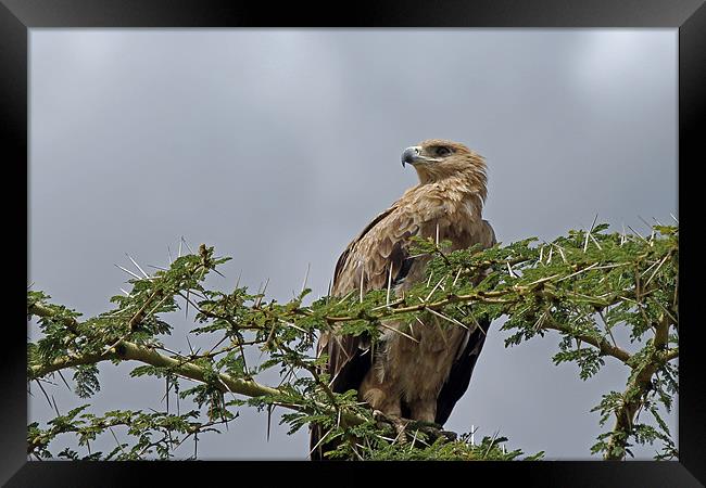 Tawny Eagle Framed Print by Tony Murtagh