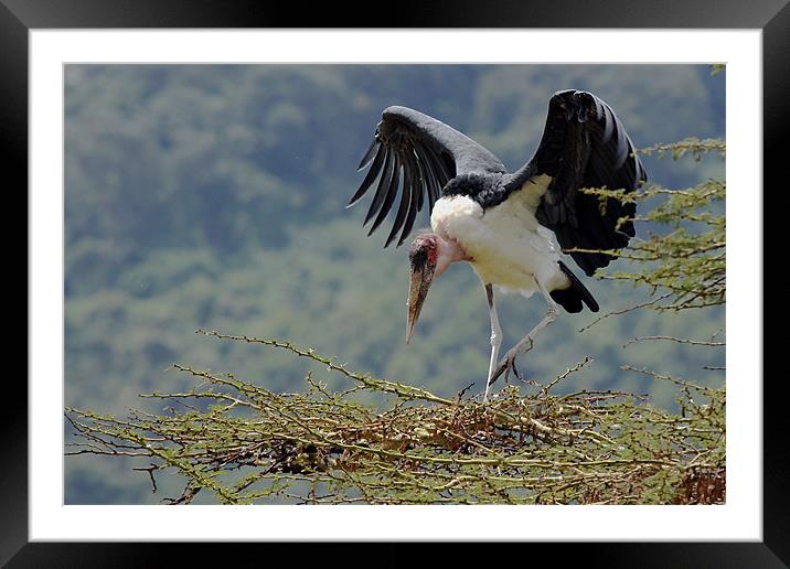 Marabou stork Framed Mounted Print by Tony Murtagh