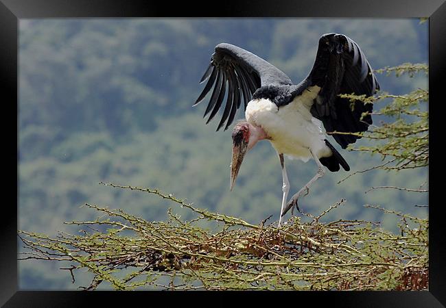 Marabou stork Framed Print by Tony Murtagh