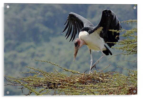 Marabou stork Acrylic by Tony Murtagh