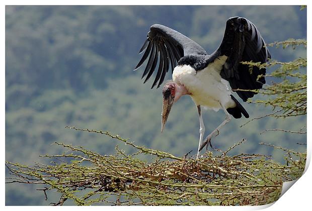 Marabou stork Print by Tony Murtagh
