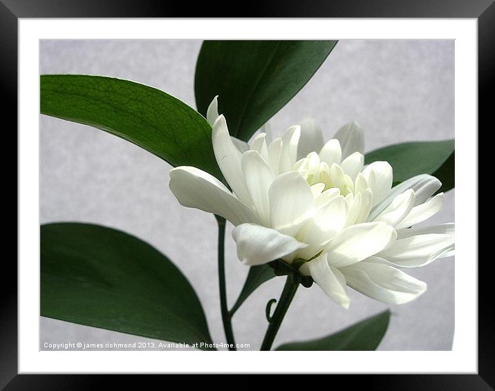 White Flower with Leaf Framed Mounted Print by james richmond