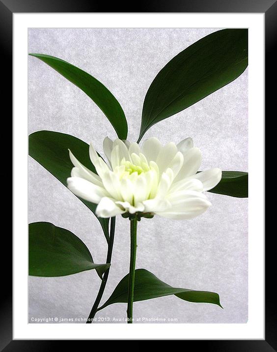White Flower with Leaf - 2 Framed Mounted Print by james richmond