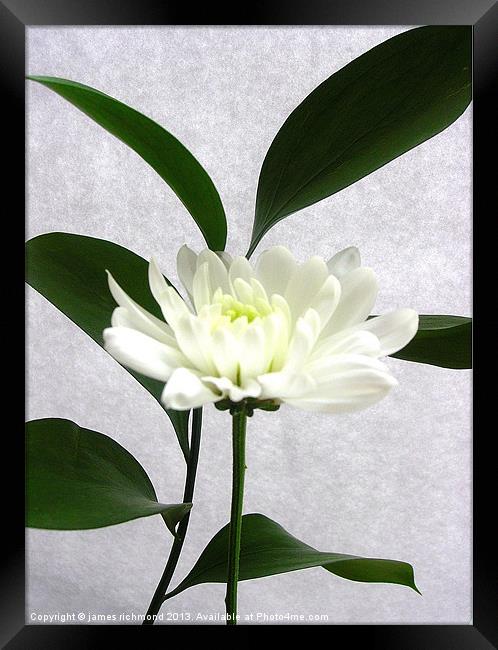 White Flower with Leaf - 2 Framed Print by james richmond