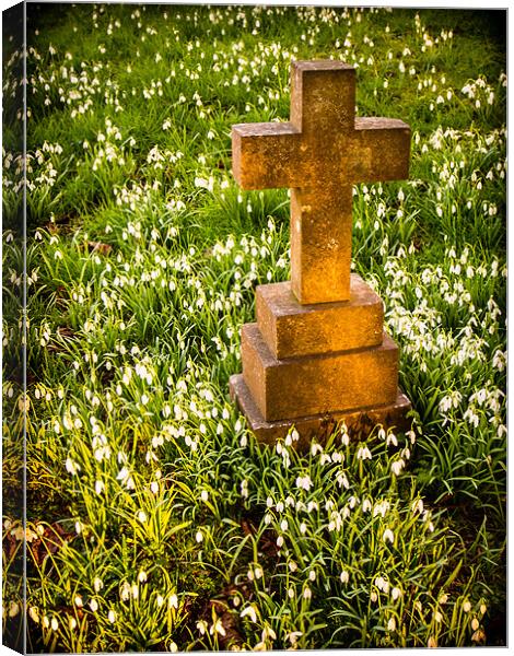 Gravestone with snowdrops Canvas Print by Mark Llewellyn